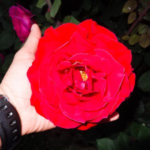 A Rose As Big As My Hand - Taken 1-May-2013 - Kyrenia, Turkish Republic Of Northern Cyprus