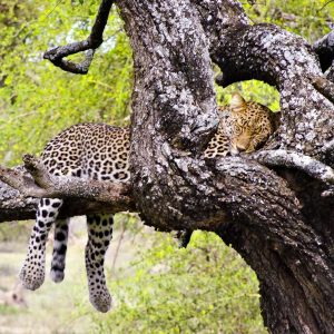 Lazy Leopard Napping In A Tree - Taken 15-Jan-2014 - Serengeti, Tanzania