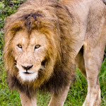 A Male Lion Approaching